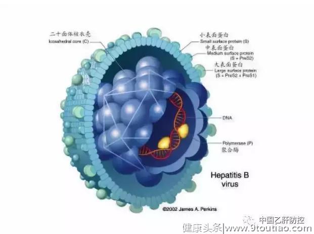 为什么测了乙肝五项，有时还要测HBV-DNA？