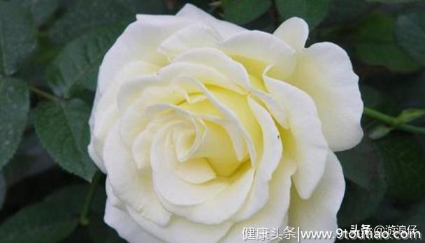 心理测试：选一朵喜欢的白玫瑰，看在面对感情你是个什么样的人
