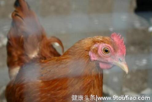 养殖户总是说鸡感冒了，风热和风寒感冒一样吗，两者有什么区别呢
