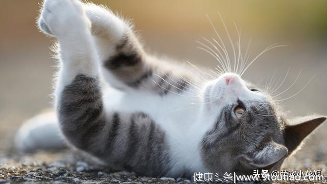 猫咪青春期不仅荷尔蒙爆棚，还可能患3种口腔疾病，铲屎官要重视