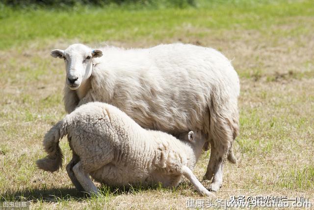 育肥羊的食谱是怎么搭配的？
