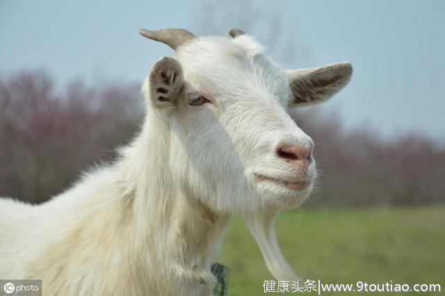 心理测试：你会选择下面那一只动物，测你如何发财致富！超准试试