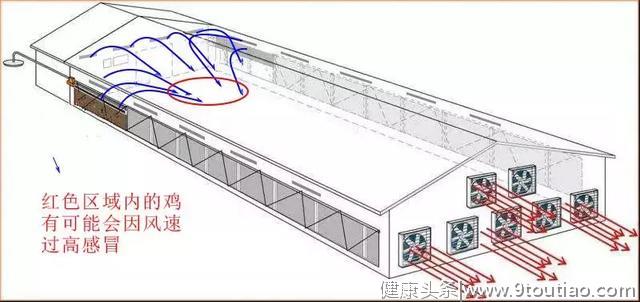 为什么大夏天的，我的鸡还会感冒？