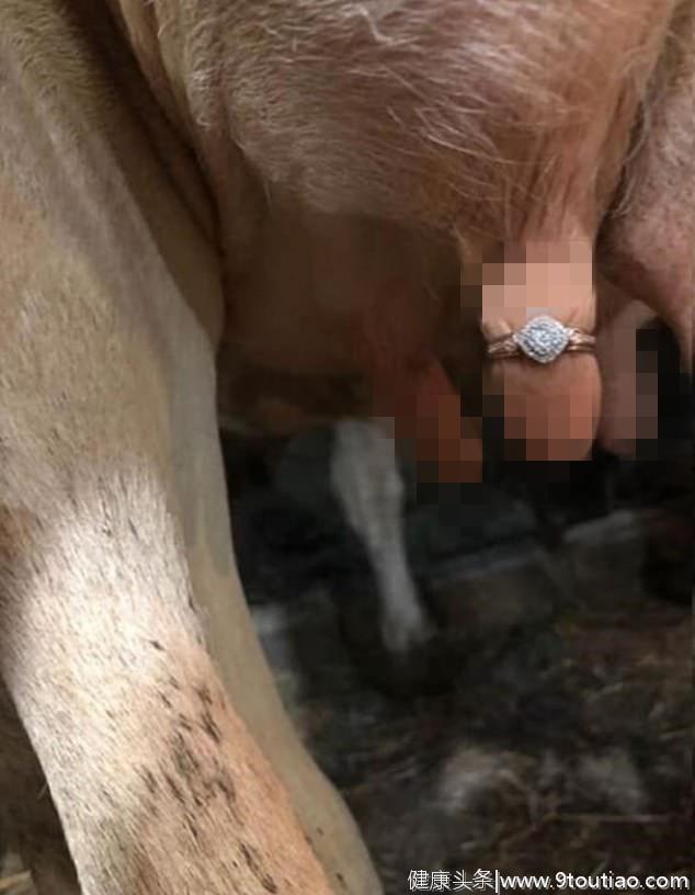 新加坡农民另类求婚创意被喷惨了：将婚戒戴奶牛乳房上向女友求婚