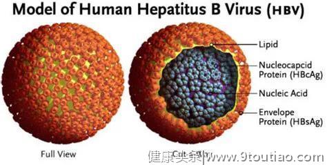 感染乙肝后，为什么有人自愈，有人转为慢性，有人成为携带者？