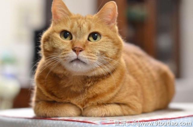 心理测试：4只橘猫你最喜欢哪只？测测在他人眼里你有多“难搞”