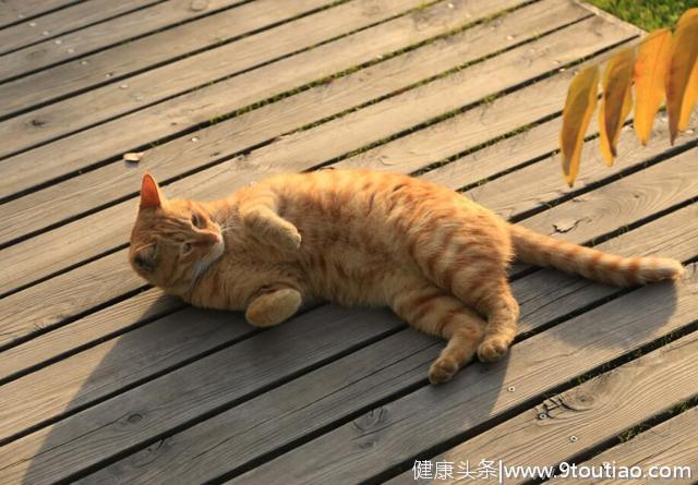 心理测试：4只橘猫你最喜欢哪只？测测在他人眼里你有多“难搞”