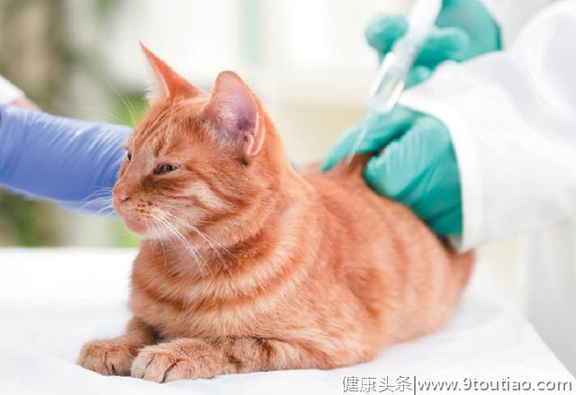 猫咪不吃饭就是口腔疾病导致吗？不一定！猫主需注意猫咪食道炎