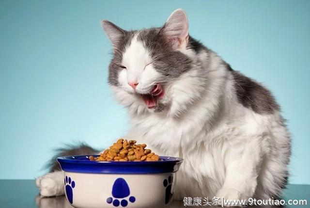猫咪不吃饭就是口腔疾病导致吗？不一定！猫主需注意猫咪食道炎