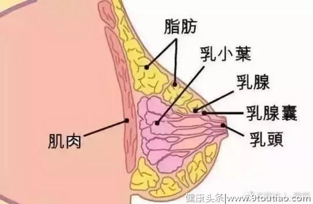 女生怎么锻炼，才能不让胸部缩水？