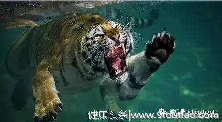 「测试」从生日看你是什么性格的猛兽？