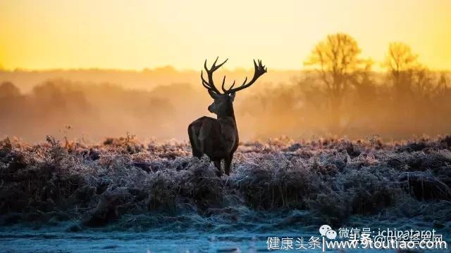 「测试」从生日看你是什么性格的猛兽？