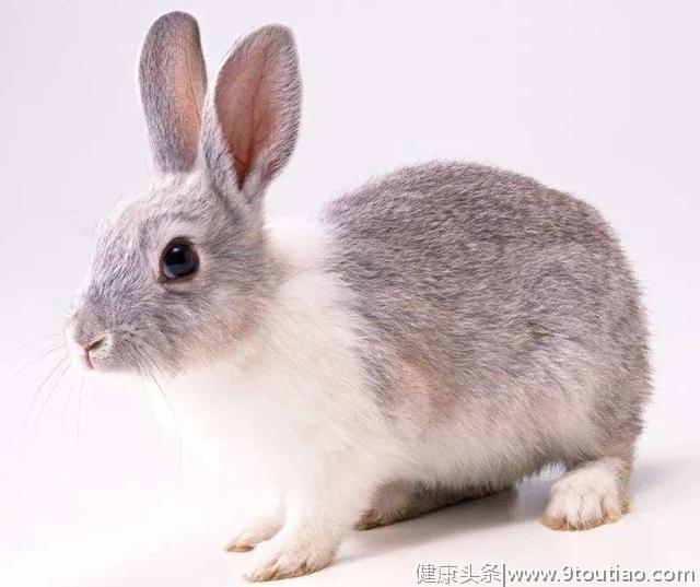 心理测试：四只兔子，你认为哪一只最可爱？测出你会和熟人恋爱吗