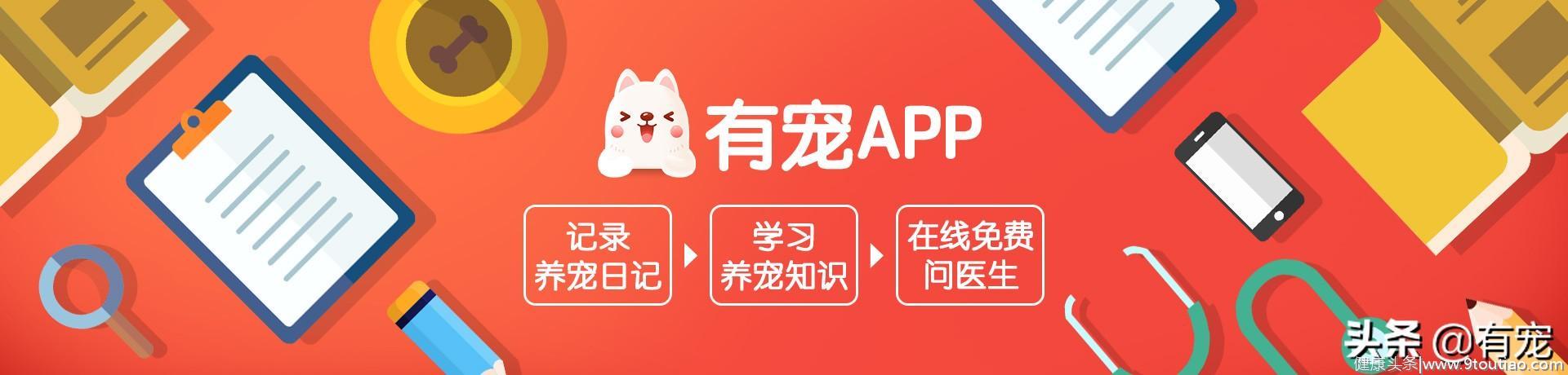 兽医怀孕也养猫，你还怕什么？