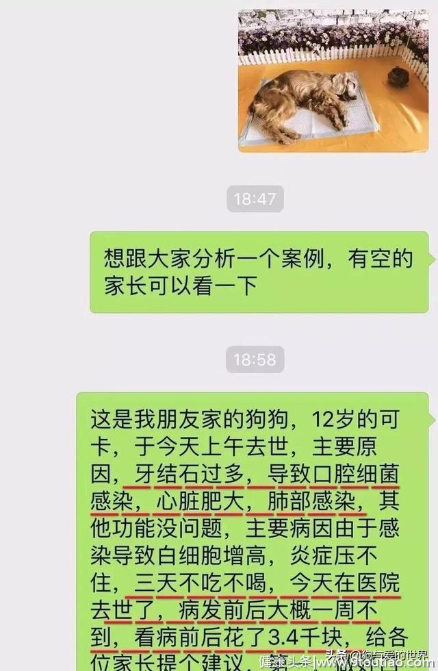 敢不敢算一算，距离你家毛孩子牙齿掉光，还剩几年？