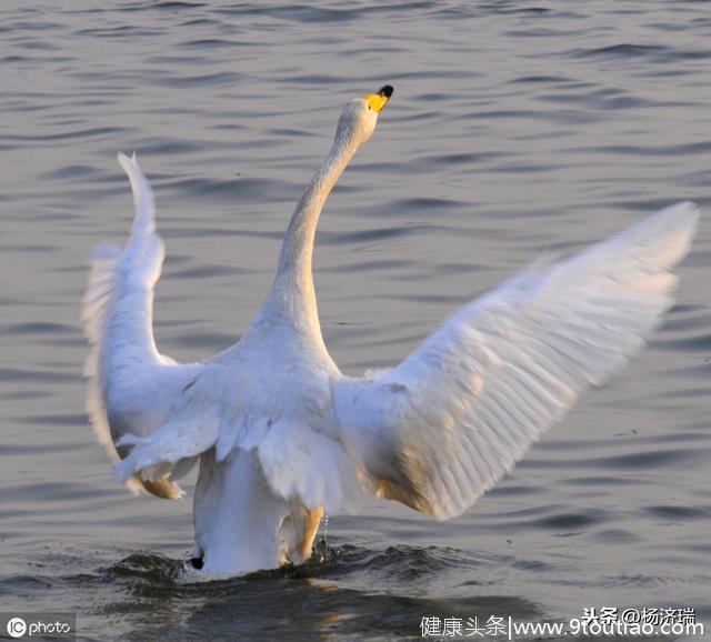 心理学家：4只白天鹅，哪只最高贵？测出你身上的什么魅力最迷人