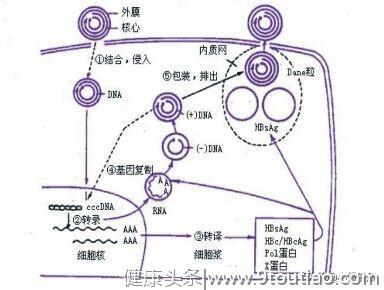 肝功能检测是基础，乙肝DNA了解病毒水平，直观及时发现肝损害