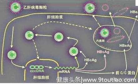 有症状乙肝小三阳指什么，结合肝功能和乙肝DNA，还要看临床症状