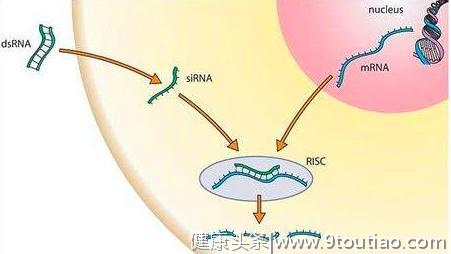 5年探索，中国女科学家捕获抑郁症元凶，成果将拯救数亿人