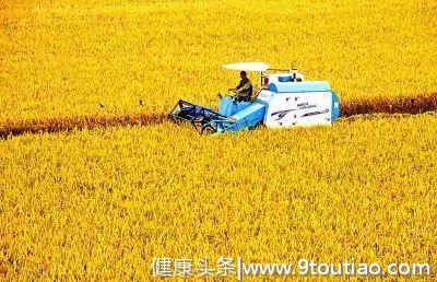 明天中元节，阴气成，湿气重，这碗粥可以补气祛湿