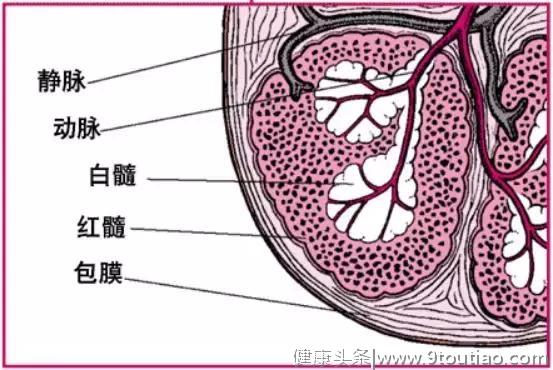 同样是人体器官，脾的存在感为什么如此低？