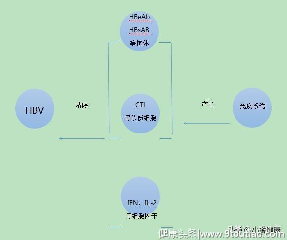 年龄增长与乙肝自发转阴的指标监测