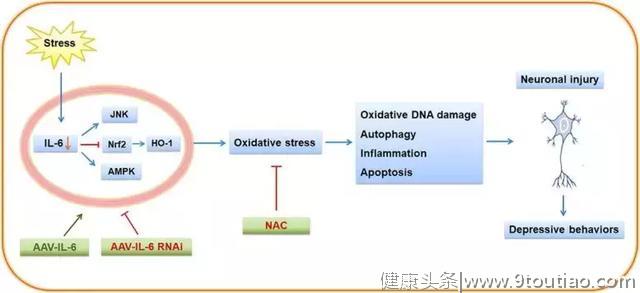 014期抑郁症研究简报：青少年晚期的抑郁症状和免疫转录谱