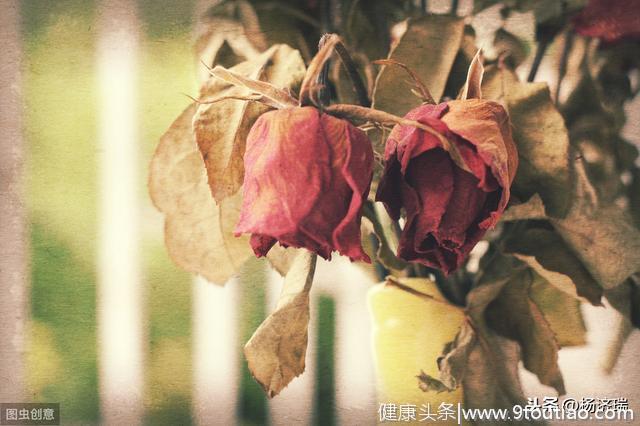心理学家：4朵玫瑰花，哪朵先凋谢？测出你在今年会被谁伤到心