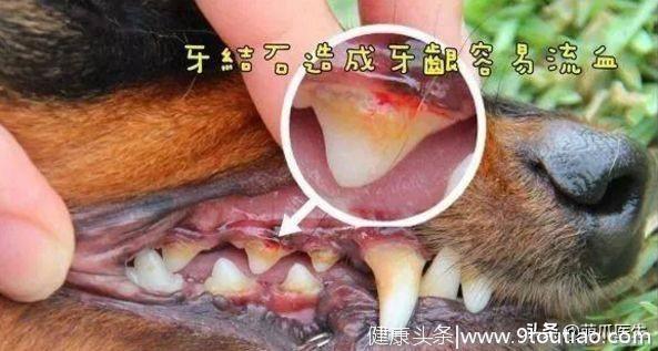 保护好狗狗牙齿到底有多重要？
