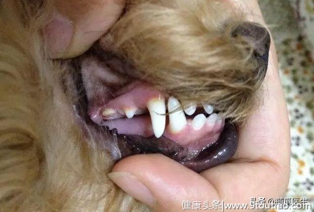 保护好狗狗牙齿到底有多重要？