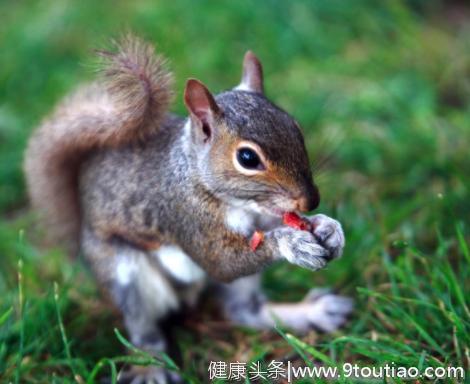 心理测试：4只小松鼠哪只可爱？测试你朋友有没有在背后暗算过你