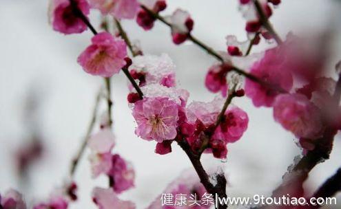 心理测试：四支梅花，哪一朵最雅致？测出在今年冬天你会收获什么