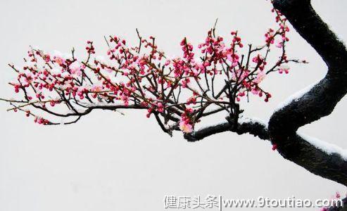 心理测试：四支梅花，哪一朵最雅致？测出在今年冬天你会收获什么