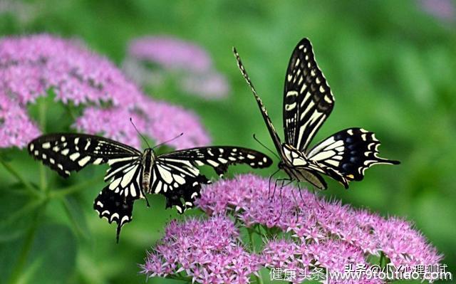 心理测试：觉得哪一对蝴蝶最绚丽？测试你在什么年龄段遇上正缘！