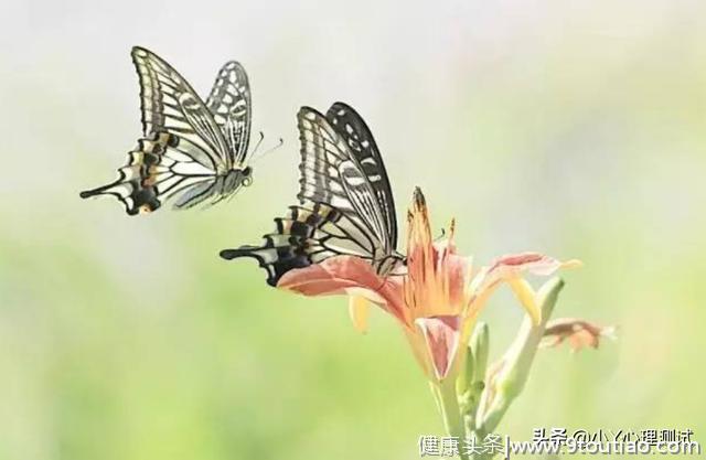 心理测试：觉得哪一对蝴蝶最绚丽？测试你在什么年龄段遇上正缘！