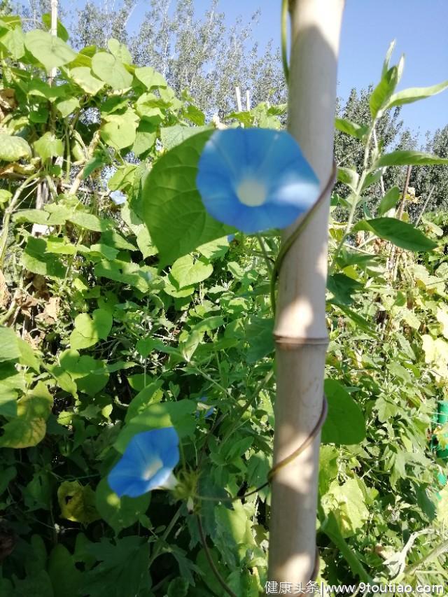 秋天小菜园——蓝色牵牛花，等待间苗，炸瓜秧尖儿，红薯叶茎食谱