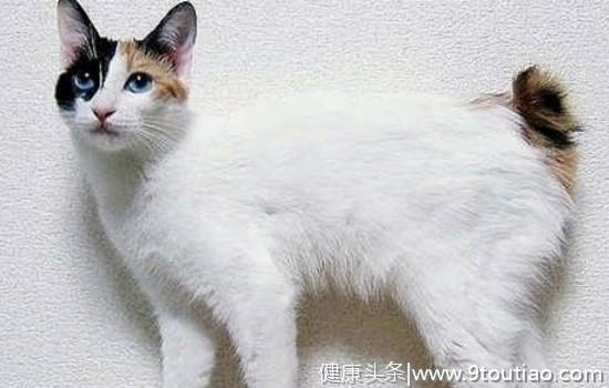 猫感冒能不能吃999 说过无数次猫感冒不要随便吃人的药