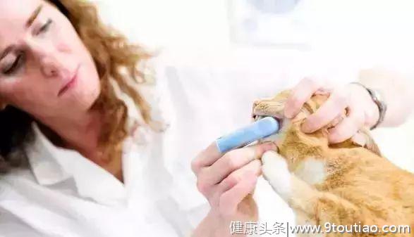 猫咪的口腔疾病及预防护理