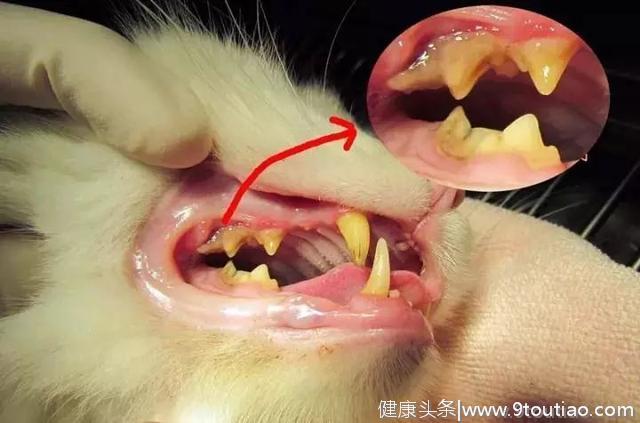 猫咪的口腔疾病及预防护理