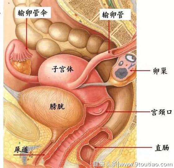 这三个部位出问题了，可能是子宫腺肌症惹的祸