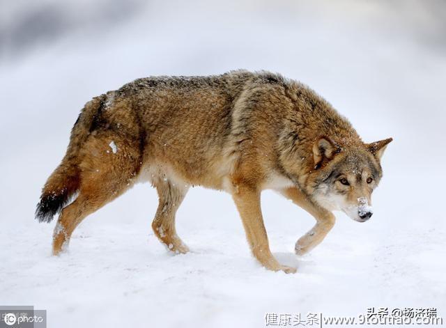 心理学家：你觉得哪条狼是狼王，测出你是否具备领导他人的能力