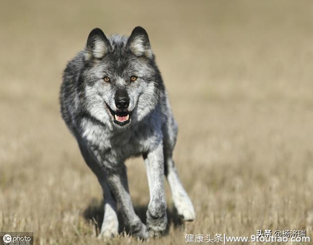 心理学家：你觉得哪条狼是狼王，测出你是否具备领导他人的能力