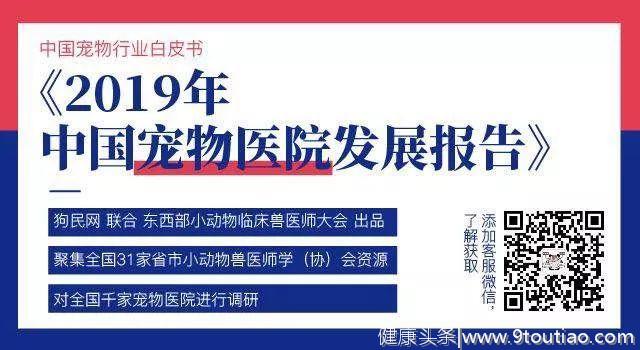 猫口腔疾病爆发元年 齿一生填补中国猫用洁齿零食空白市场