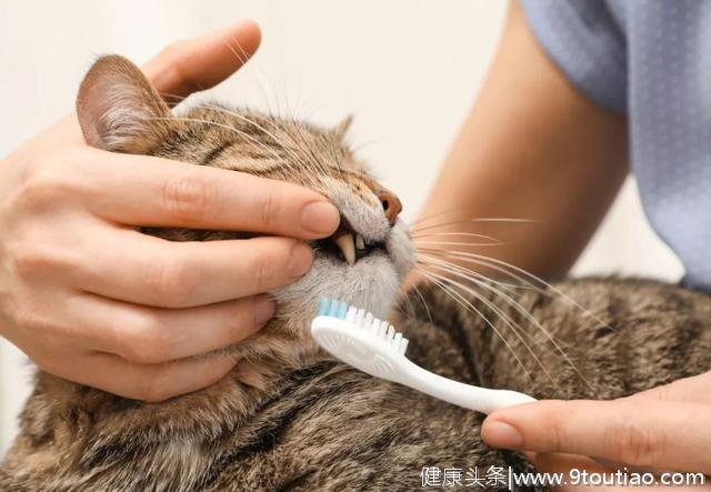 猫口腔疾病爆发元年 齿一生填补中国猫用洁齿零食空白市场