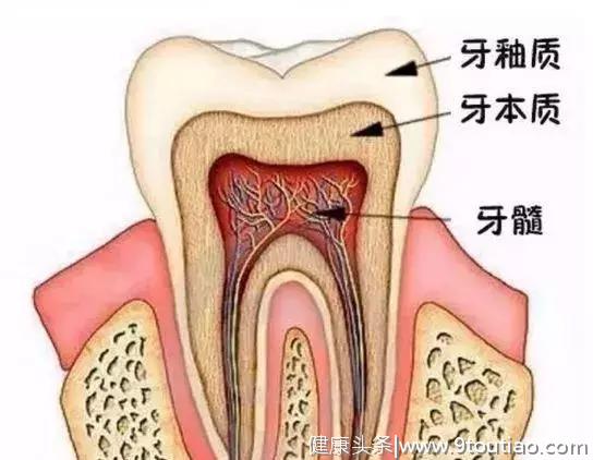 戴个牙冠多么重要！国宝大熊猫做根管治疗补了牙，还戴上了牙套