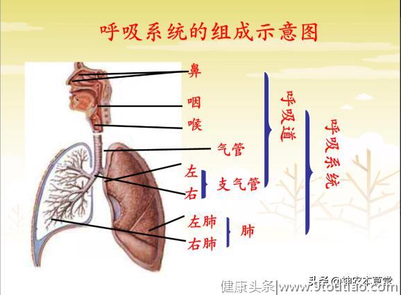 中医基础---肺脏与呼吸系统的关系