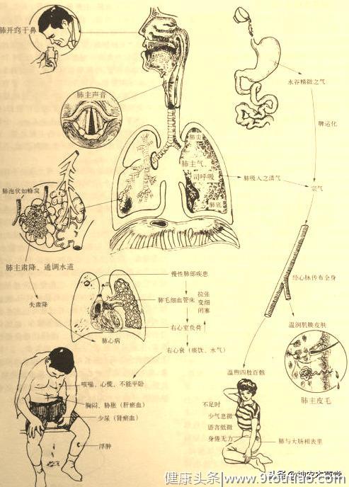 中医基础---肺脏与呼吸系统的关系