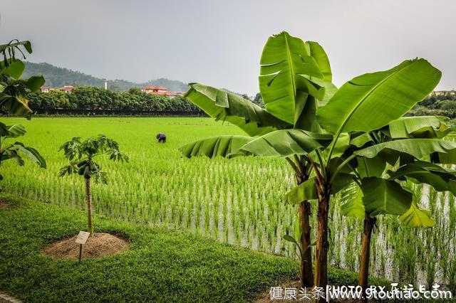 广东旅游吃什么？“桑基鱼塘”蚕桑无骨鱼，品尝岭南水乡的味道