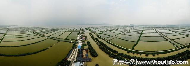 广东旅游吃什么？“桑基鱼塘”蚕桑无骨鱼，品尝岭南水乡的味道