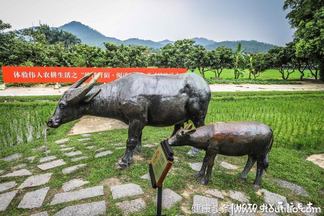 广东旅游吃什么？“桑基鱼塘”蚕桑无骨鱼，品尝岭南水乡的味道